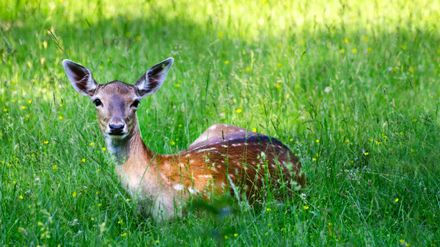 Illustration for article titled 16 Goddamn Deer I Accidentally Hit On My Way Out Of The Movie Theater Parking Lot